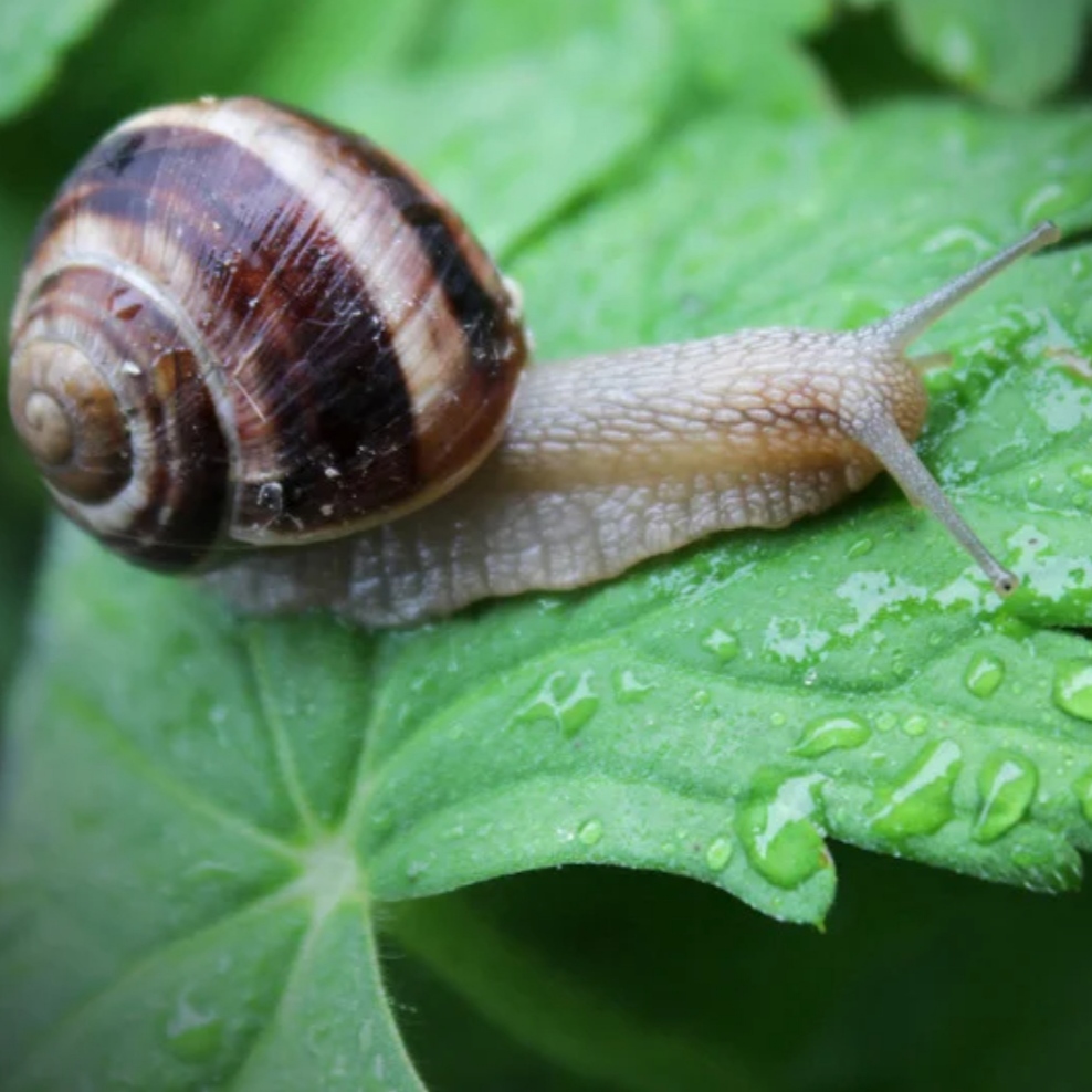 Mengenal Ciri-ciri Klasifikasi dan Peranan Mollusca